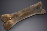 Fossil Hadrosaur Femur With Metal Stand - Montana #352273-7